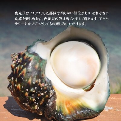 【漁師直送】活き〆冷凍　天然伊勢海老1キロ(3～4尾)と夜光貝(1個)のセット