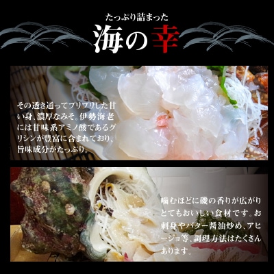 【漁師直送】活き〆冷凍　天然伊勢海老1キロ(3～4尾)と夜光貝(1個)のセット