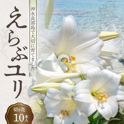 沖永良部島で大切に育てられた　えらぶユリ切り花
