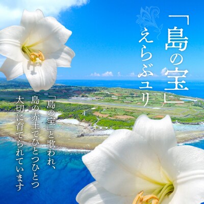 沖永良部島で大切に育てられた　えらぶユリ切り花