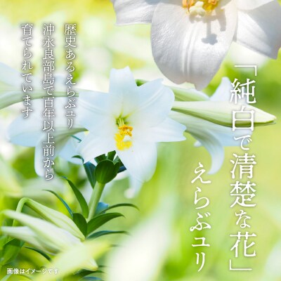 沖永良部島で大切に育てられた　えらぶユリ切り花