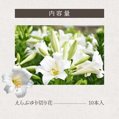 沖永良部島で大切に育てられた　えらぶユリ切り花