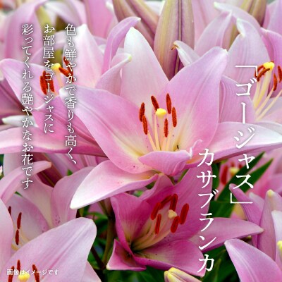 沖永良部島で大切に育てられた　オリエンタル・カサブランカの花セット