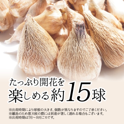 薫り高い可憐な花を咲かせます。フリージア球根　約15球入