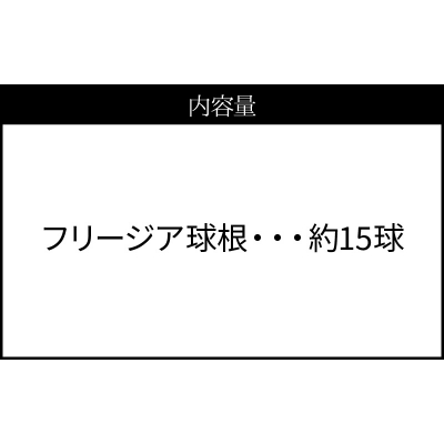 薫り高い可憐な花を咲かせます。フリージア球根　約15球入