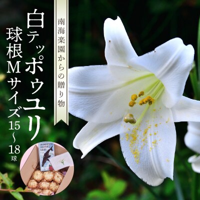沖永良部島産　白テッポウユリ(えらぶ百合)球根Mサイズ(15～18球)