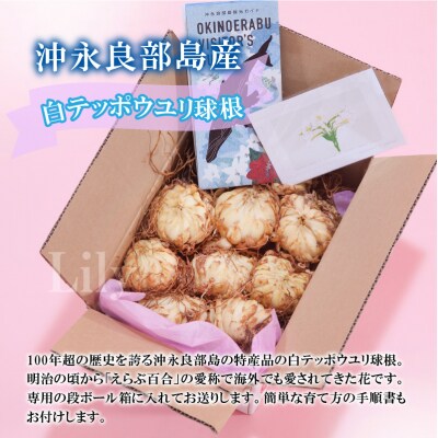 沖永良部島産　白テッポウユリ(えらぶ百合)球根Mサイズ(15～18球)