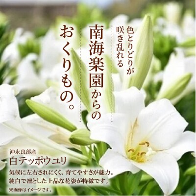 沖永良部島産　白テッポウユリ(えらぶ百合)球根Mサイズ(15～18球)