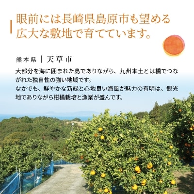 熊本県天草産　肥の豊5kg　19～20玉〈先行受付〉_S110-001