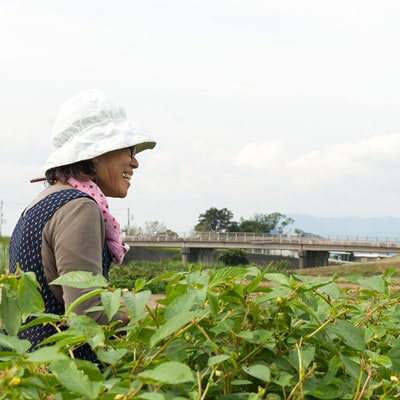 「TACHIARAI」おいしかぁ～便 (夢つくし2kg入)