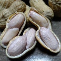 福岡県産　生落花生　おおまさり　1.5kg