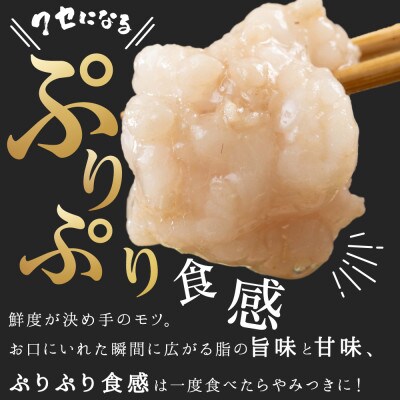 【さとふる限定】もつ鍋食べ比べセット!16人前(生もつ・味付けもつ)牛もつ合計1.6kg(大刀洗町)