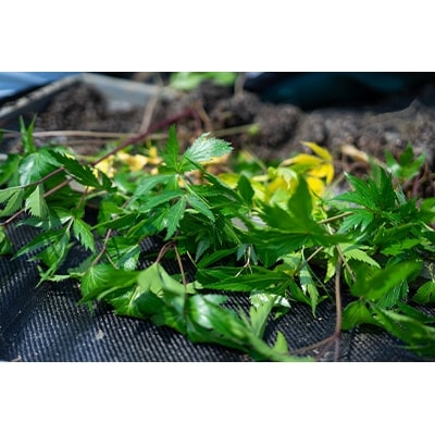 【こんな入浴剤はじめて】野草の湯・野菜の湯　入浴剤セット