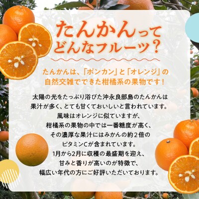 南の島の春を告げる香り豊かなたんかんケーキ!