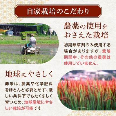 全5回定期便 (月1回) 赤米 ・ 黒米 ・ 雑穀米  健康 ごはんのお米セット[ABB018]