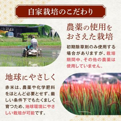 全10回定期便 (月1回) 赤米 ・ 黒米 ・ 雑穀米 健康 ごはんのお米セット[ABB019]