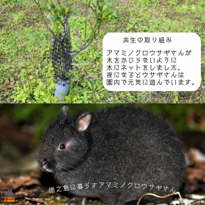 《徳之島町オリジナル!》アマミノクロウサギ共生たんかんジャム 160g　