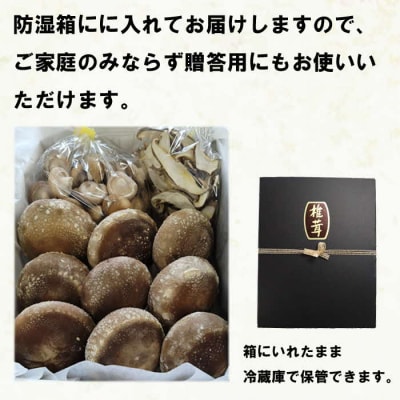 朝採り新鮮!分厚いしいたけ　チビしいたけセット【1_5-041】