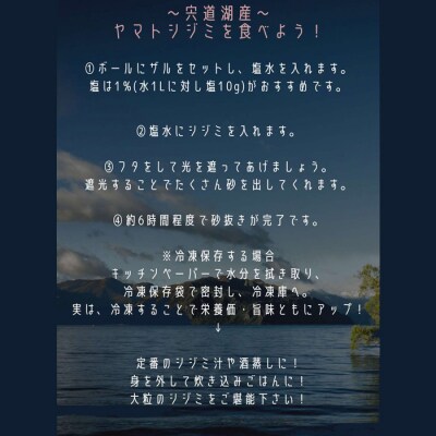大人気!しまねのヤマトシジミ!Мサイズ【1-304】