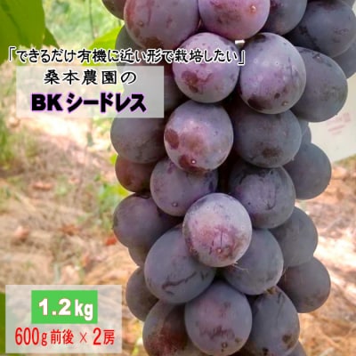 「できるだけ有機に近い形で栽培したい」 桑本農園のBKシードレス　1.2kg(600g前後×2房)