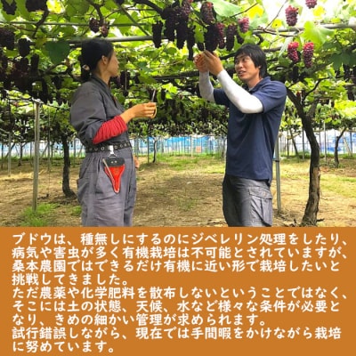 「できるだけ有機に近い形で栽培したい」 桑本農園のBKシードレス　1.2kg(600g前後×2房)