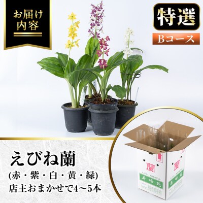 【個数限定】寿峰苑特選えびね蘭　店主おすすめ標準Bコース