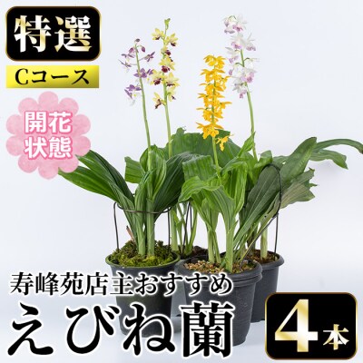 【個数限定】<3月末まで受付 >寿峰苑特選えびね蘭店主おすすめ開花済Cコース