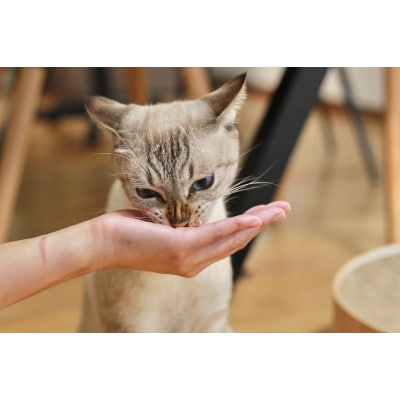 【定期便12回】ねこのかつおくん1年分(毎月15パックお届け)(b210-002)