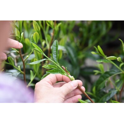 栽培期間中農薬不使用 手摘み「放任茶」30g×5袋(a15-386)