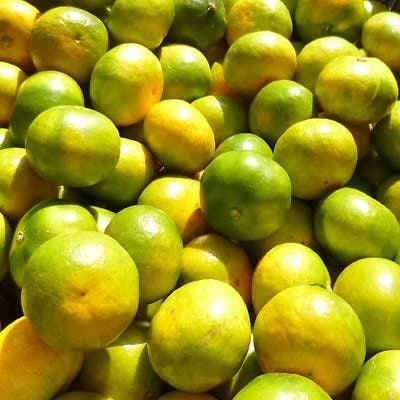 【農家直送】甘くて濃厚!希少品種 ゆら早生みかん　約10kg(SS～2L混合サイズ)