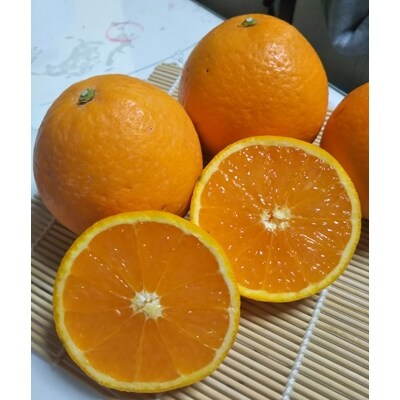 【農園直送】みずみずしい果汁!清見オレンジ 約7.5kg(SS～2L混合サイズ)
