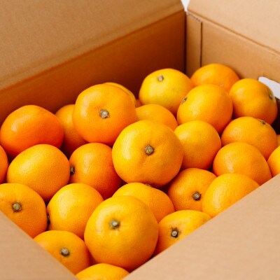 【農家直送】こだわりの完熟小粒みかん約5kg【3S～SSサイズ】【11月中旬より順次発送】広川町