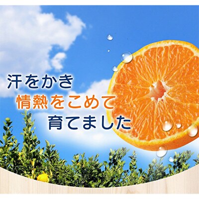【27年2月～順次発送】【少し訳あり】不知火 約7kg　サイズ混合　nuk010-c-7A
