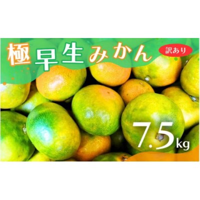 【2025年10月より順次発送】【訳あり】こだわり極早生みかん約7.5kg nuk003-c-7d5