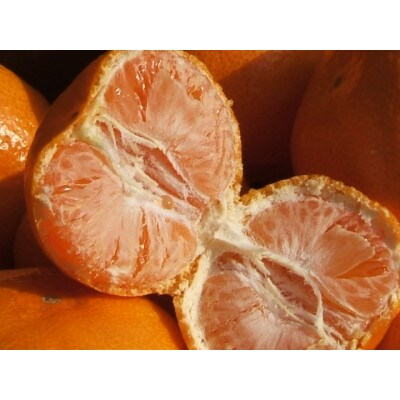 「久幸園」有田みかん3kg