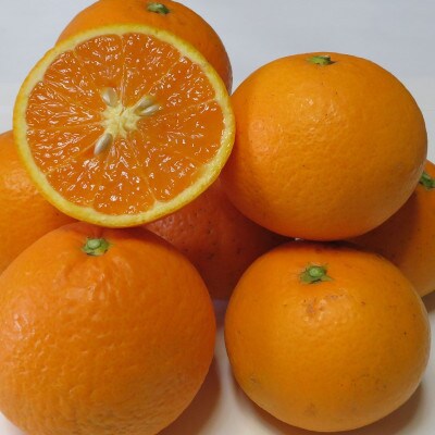 久幸園 完熟清見オレンジ 2.5kg