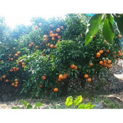 久幸園 完熟清見オレンジ 2.5kg