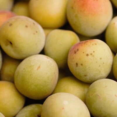 <6月発送>訳あり南高梅(青梅)2.5kg+75g(傷み補償分)【紀州南高梅】【梅酒・梅ジュース用】