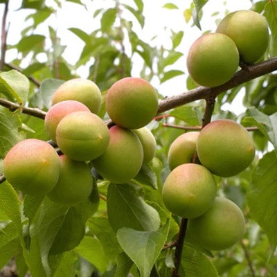 <6月発送>厳選 南高梅(青梅)2kg+60g(傷み補償分)【紀州南高梅】【梅干し用】