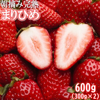 <1月より発送>朝摘み完熟まりひめ約600g(300g前後×2トレイ)【こだわりの土耕栽培のいちご】
