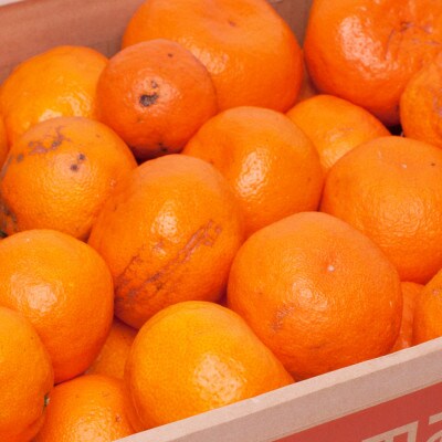 家庭用 完熟有田みかん8kg+240g(傷み補償分)【訳あり】【光センサー選果】