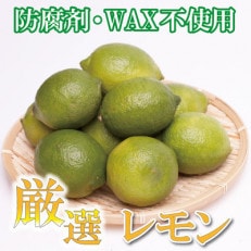 厳選 黒潮レモン4kg+120g(傷み補償分)【和歌山有田】【防腐剤・WAX不使用】【国産レモン】