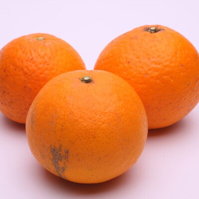 <4月より発送>厳選きよみオレンジ4.5kg+135g(傷み補償分)【光センサー食頃出荷】
