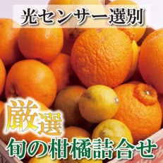 &lt;2月より発送&gt;厳選旬の柑橘詰合せ3.5kg+105g(傷み補償分)【光センサー選別】