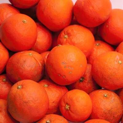 家庭用 セミノールオレンジ5kg+250g(傷み補償分)【春みかん】【訳あり】【光センサー出荷】