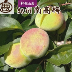 ＜6月発送＞厳選 紀州南高梅(青梅)2.5kg+75g(傷み補償分)【梅干し・梅酒・梅ジュース】