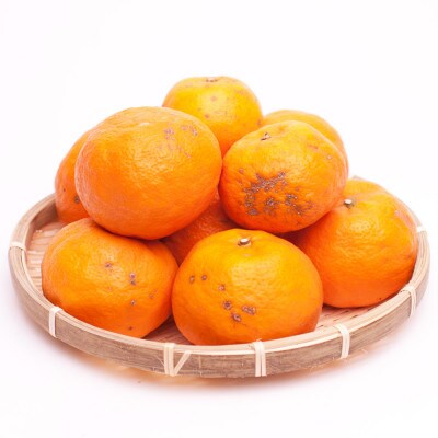 ＜4月より発送＞家庭用 カラマンダリン4kg+120g(傷み補償分)【訳あり】【春柑橘】