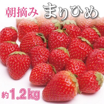 <1月より発送>朝摘み毬姫約1.2kg(300g前後×4P)【和歌山ブランド苺まりひめ】