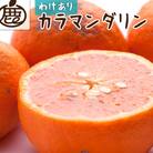 家庭用 カラマンダリン5kg+250g(傷み補償分)【南津海・なつみ】【希少な春柑橘】【訳あり】
