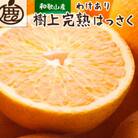 家庭用 樹上完熟はっさく5kg+250g(傷み補償分)【有田の春みかん・五月八朔】【訳あり】